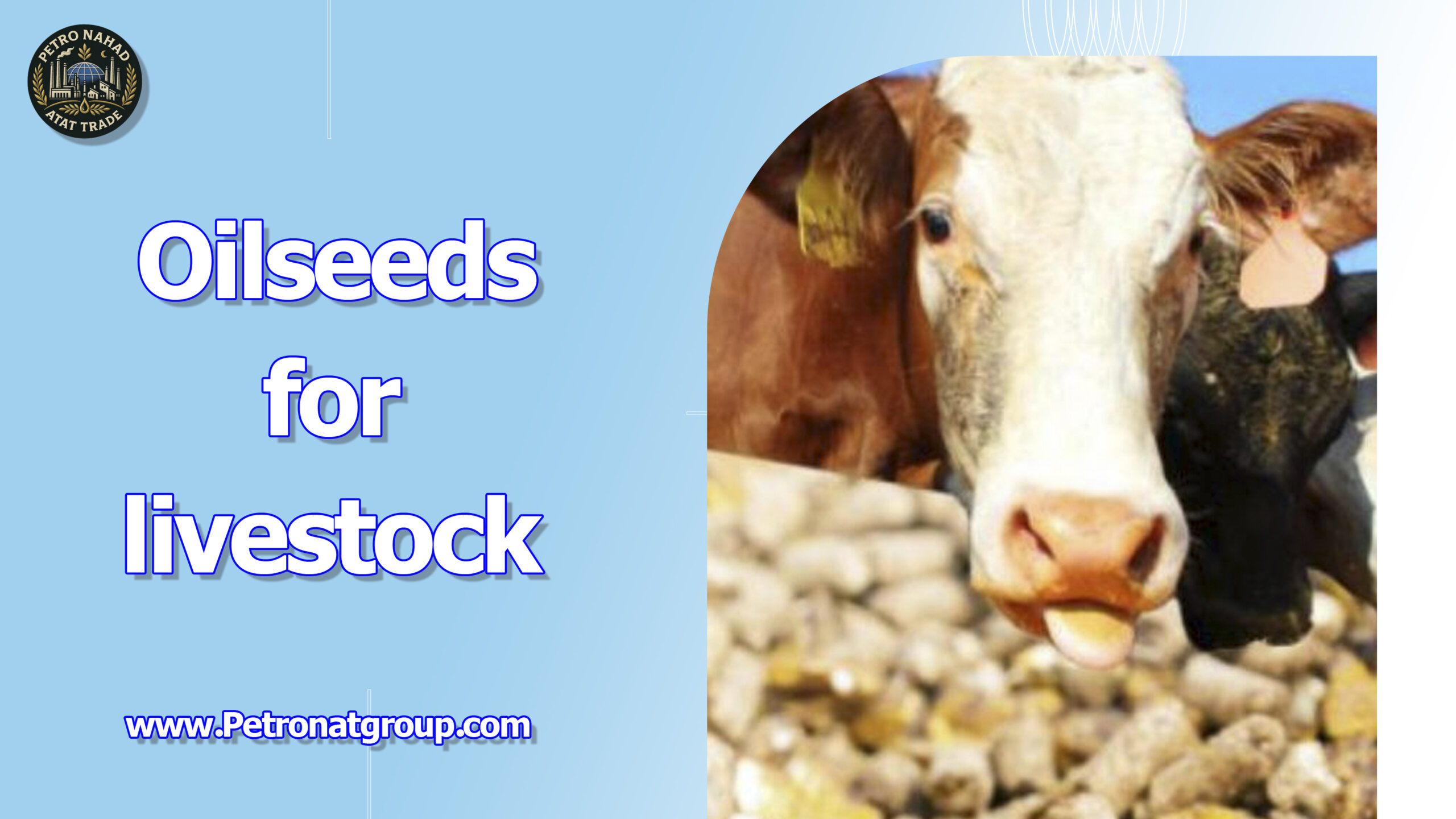 Read more about the article Oilseeds for livestock