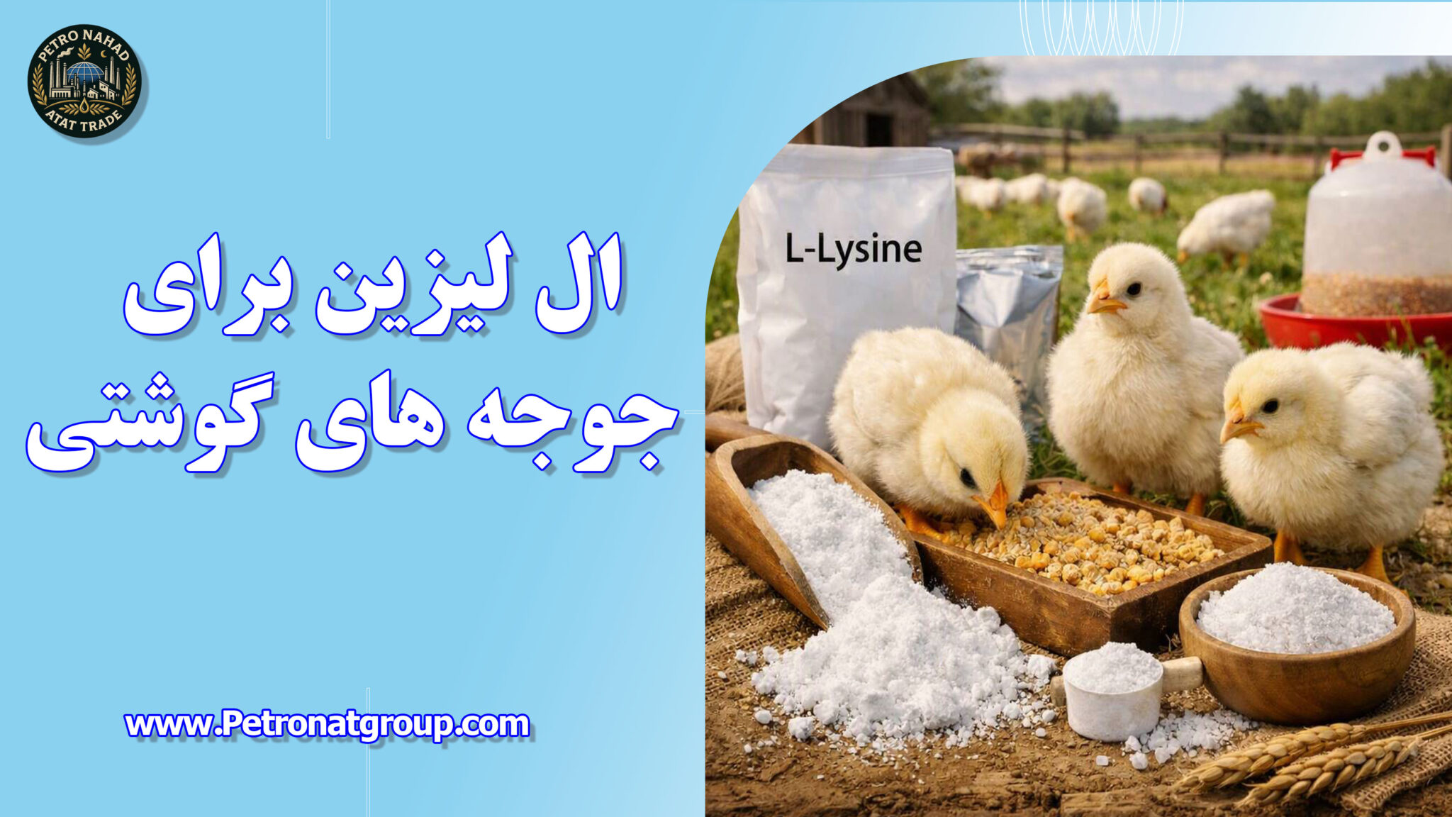 ال لیزین برای جوجه های گوشتی