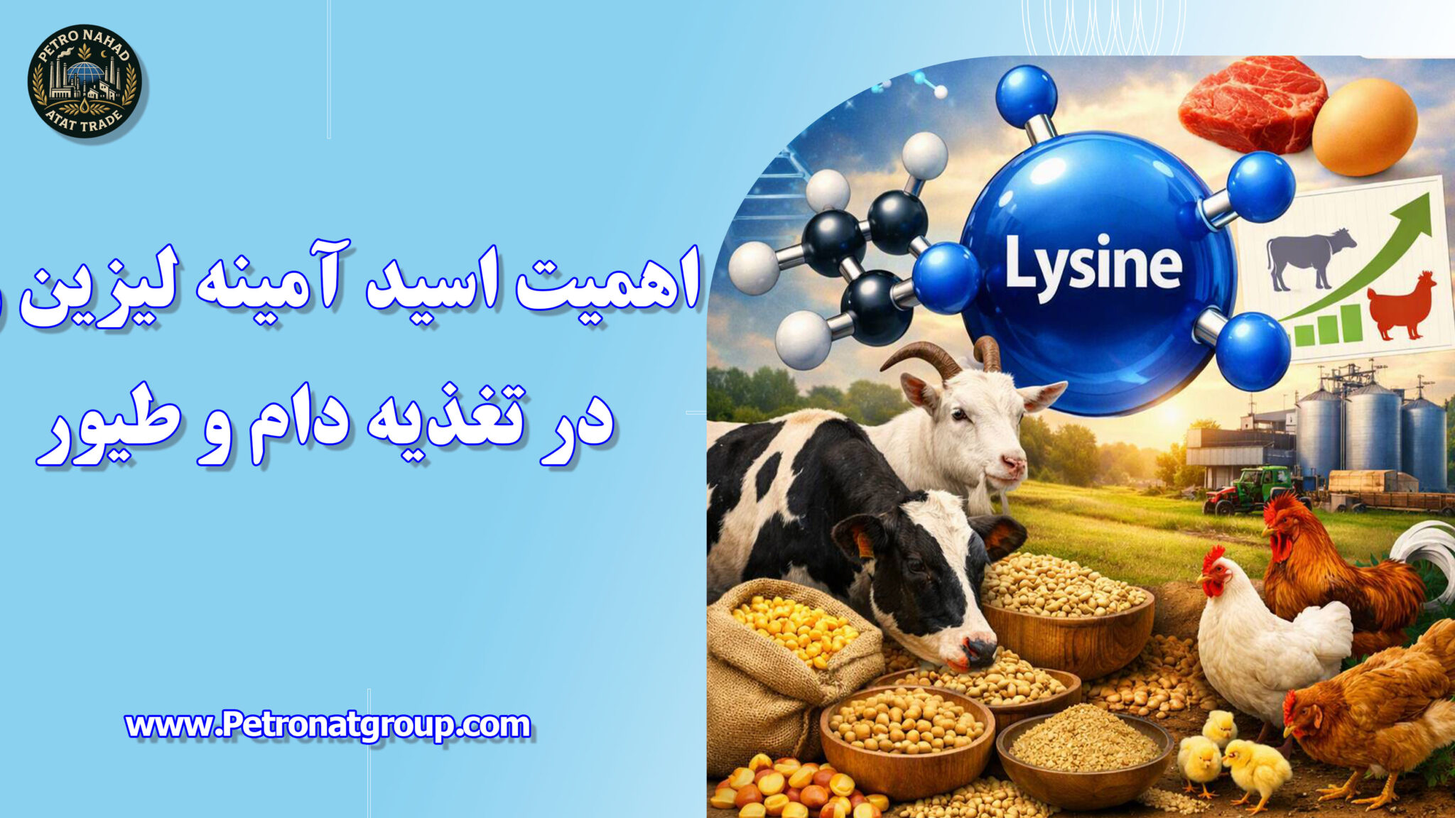 اهمیت اسید آمینه لیزین در تغذیه دام و طیور