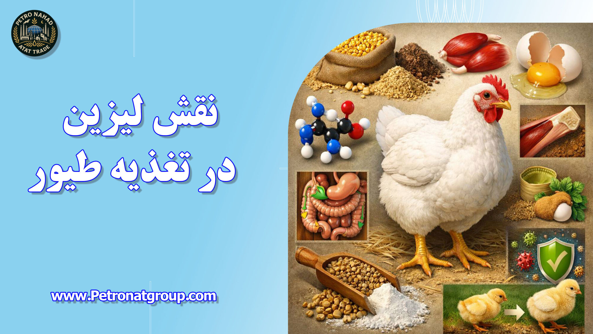 نقش لیزین در تغذیه طیور