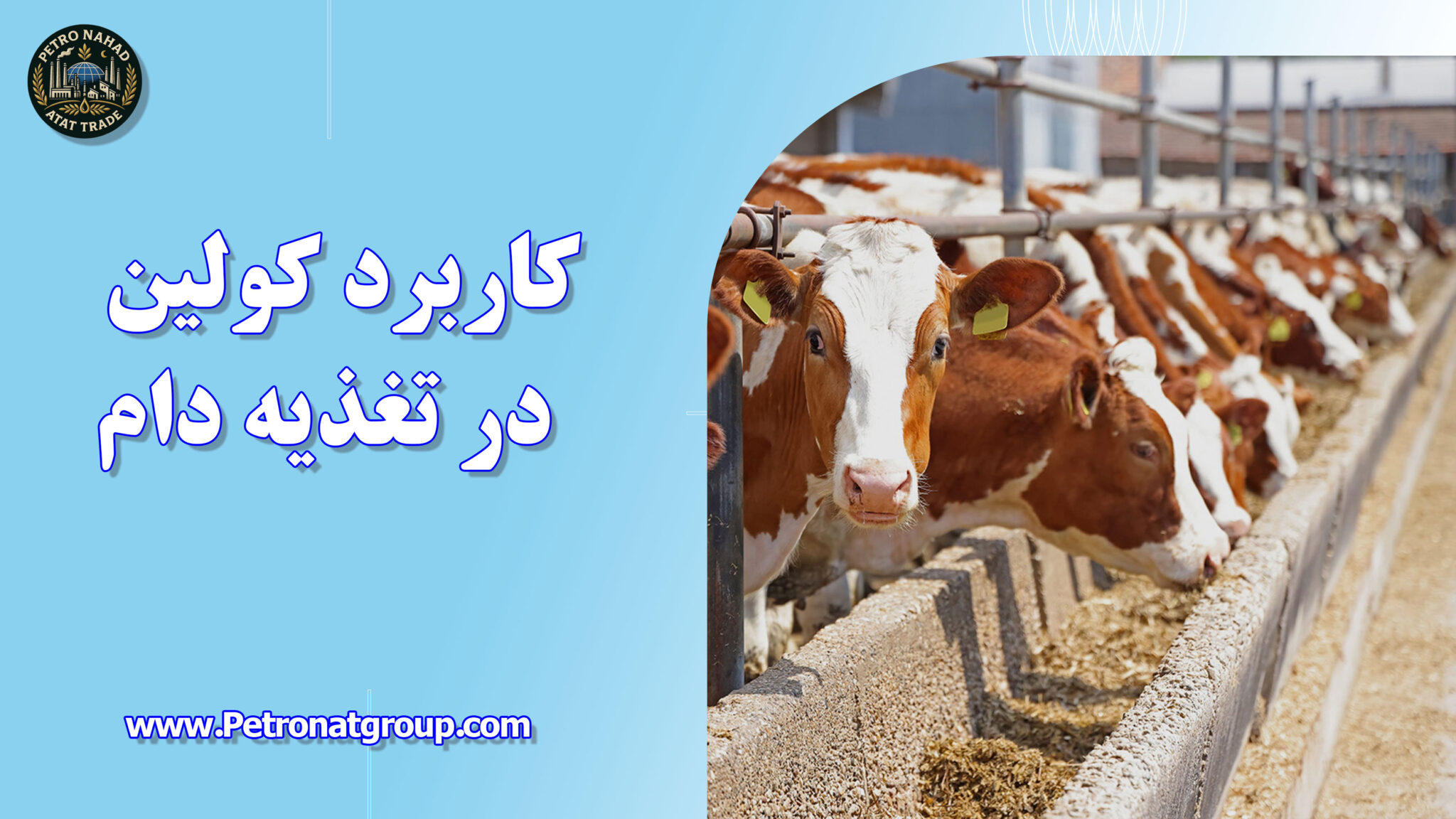 کاربرد کولین در تغذیه دام
