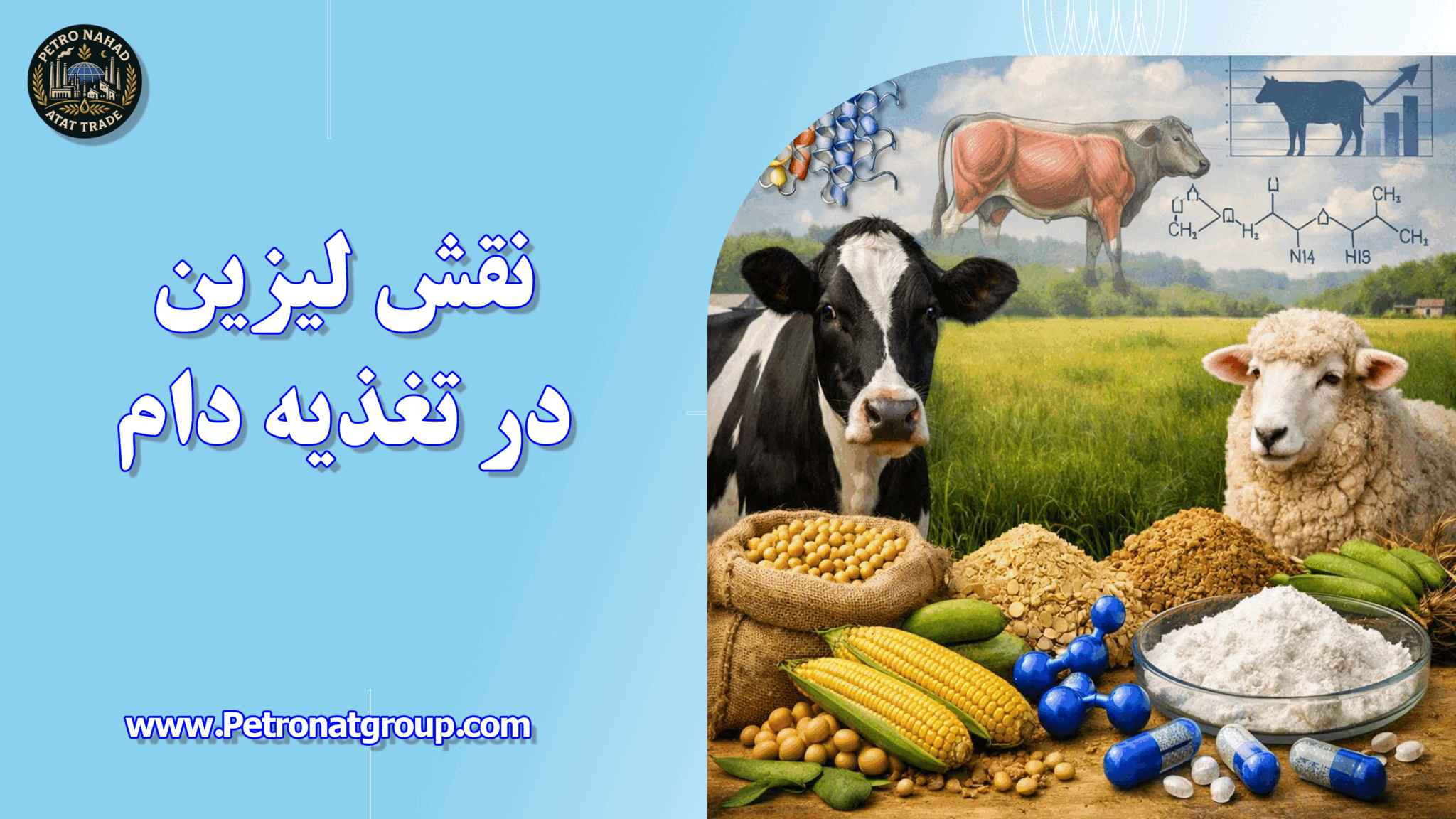 نقش لیزین در تغذیه دام